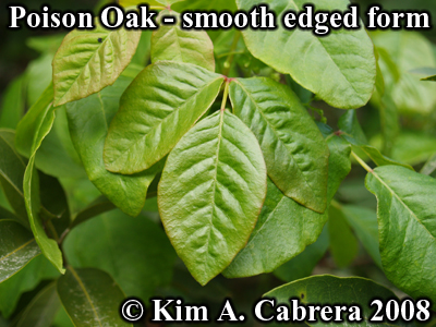 Poison oak
                      with smooth edged leaves. Photo copyright by Kim
                      A. Cabrera 2008.