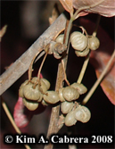 Poison oak berries. Photo copyright by Kim A.
                    Cabrera 2008.
