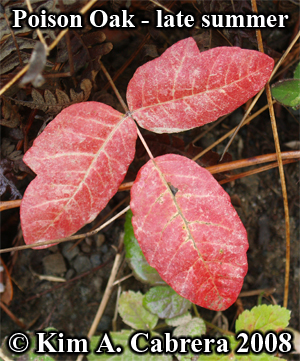 Poison oak red leaves at the end of summer.
                    Photo copyright by Kim A. Cabrera 2008.
