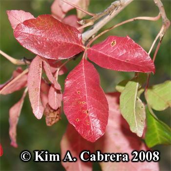 Poison
                    oak red leaves at the end of summer. Photo copyright
                    by Kim A. Cabrera 2008.