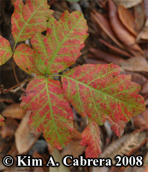 Poison oak leaves turning red at the end of
                    summer. Photo copyright by Kim A. Cabrera 2008.