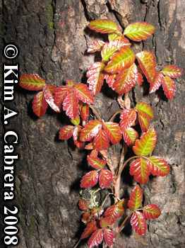 Poison oak shiny red and green leaves in early
                    spring. Photo copyright by Kim A. Cabrera 2008.