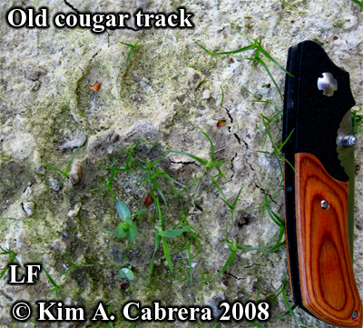 Cougar track
                  in dried mud. Photo copyright Kim A. Cabrera 2008.