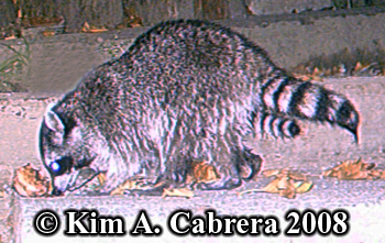 Raccoon
                  photos on trail cam. Photo copyright Kim A. Cabrera
                  2008.