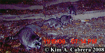 Raccoon
                  family. Photo copyright Kim A. Cabrera 2008.