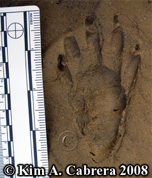 Raccoon track from hind foot. Photo copyright
                    by Kim A. Cabrera 2008.