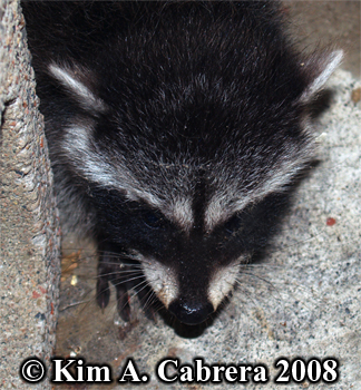 Raccoon
                    kit. Photo copyright Kim A. Cabrera 2008.