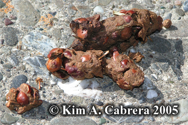 Raccoon scat near a campground. Photo
                      copyright by Kim A. Cabrera 2005