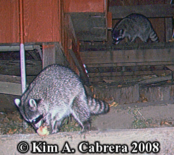 Raccoon
                  photos on trail cam. Photo copyright Kim A. Cabrera
                  2008.