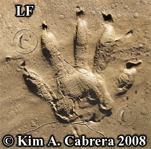 Left front track of a raccoon. Photo copyright
                    by Kim A. Cabrera 2008.