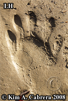 Raccoon track from left hind foot. Photo
                      copyright by Kim A. Cabrera 2008.