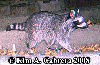 Raccoon
                  photos on trail cam. Photo copyright Kim A. Cabrera
                  2008.