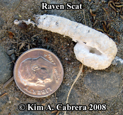Raven
                      scat with white uric material. Photo copyright by
                      Kim A. Cabrera 2008.