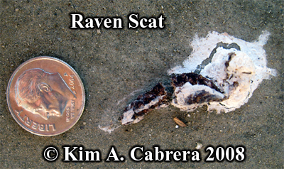 Raven scat
                    with seeds. Photo copyright by Kim A. Cabrera 2008.