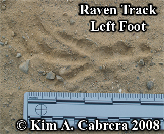 Raven
                      track showing appearance of middle toe. Photo
                      copyright Kim A. Cabrera 2008.