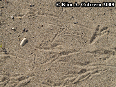 Raven
                    tracks criss cross on sand. Photo copyright by Kim
                    A. Cabrera 2008.