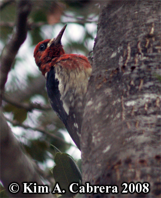 red breasted sapsucker in tree. Photo
                        copyright Kim A. Cabrera 2008.