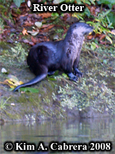 River otter. Photo copyright Kim A. Cabrera
                      2008.