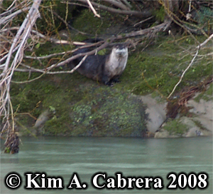 The otter
                      watching me approach. Photo Copyright Kim A.
                      Cabrera 2008.