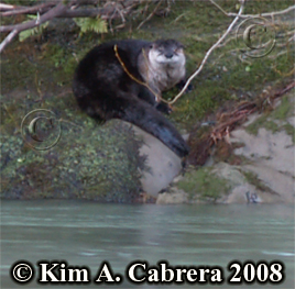 The otter
                    on the river bank. Photo Copyright Kim A. Cabrera
                    2008.