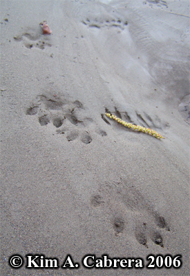 River otter tracks close-up. Photo copyright
                      Kim A. Cabrera 2006.