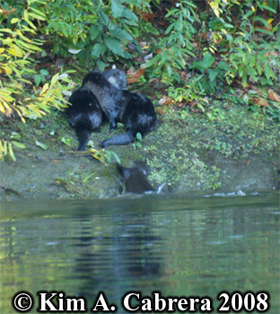 River otters. Photo copyright Kim A. Cabrera
                      2008.