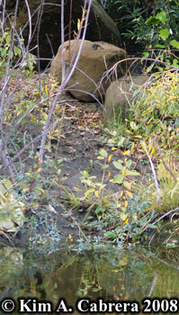 River otter scat on rock. Photo copyright Kim
                      A. Cabrera 2008.