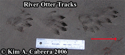 River otter tracks. Photo copyright Kim A.
                      Cabrera 2006.