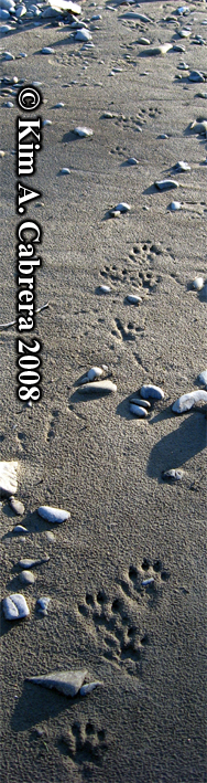 River
                    otter trail pattern. Photo copyright Kim A. Cabrera
                    2008.