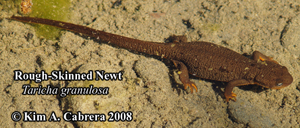 Rough
                    skinned newt underwater in summer. This is the
                    non-breeding form. Photo copyright by Kim A. Cabrera
                    2086.