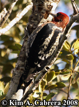 Sapsicker feeding high in a tree. Photo
                        copyright Kim A. Cabrera 2008.