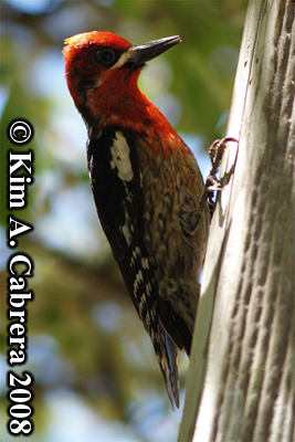 Red-breasted sapsucker. Photo copyright Kim
                        A. Cabrera 2008.