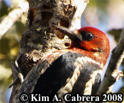 Sapsucker and well. Photo copyright Kim A.
                        Cabrera 2008.