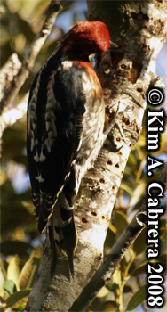 Sapsucker feeding from a hole. Photo
                        copyright Kim A. Cabrera 2008.