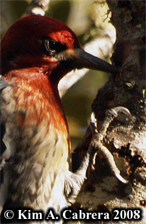 Claws allow the sapsucker to cling to the
                        bark. Photo copyright Kim A. Cabrera 2008.