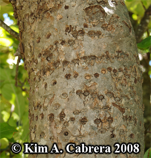 Sapsucker wells on apple tree. Photo
                        copyright by Kim A. Cabrera 2008.