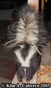 Striped skunk. Photo copyright Kim A. Cabrera
                    2005.