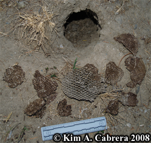 Skunk feeding sign. Photo copyright Kim A.
                    Cabrera 2008.