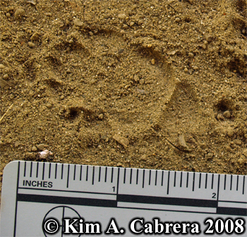 Skunk track in dust. Photo copyright Kim A.
                    Cabrera 2008.