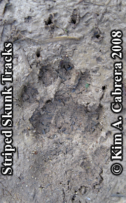 Striped
                      skunk tracks. Photo copyright by Kim A. Cabrera
                      2008.