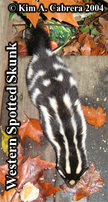 Spotted
                  skunk on a deck. Photo copyright Kim A. Cabrera 2004.