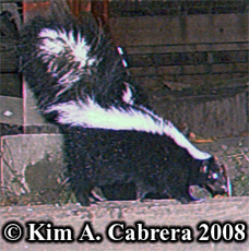 Striped
                  skunk photo on trail cam. Photo copyright Kim A.
                  Cabrera 2008.