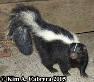 Striped
                      skunk. Photo copyright Kim A. Cabrera 2005.