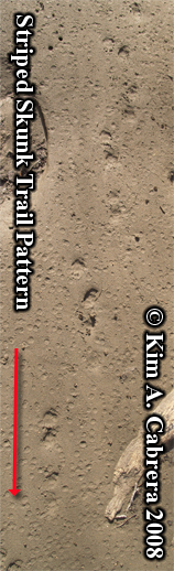 Striped skunk gait. Photo copyright by Kim A.
                      Cabrera 2008.