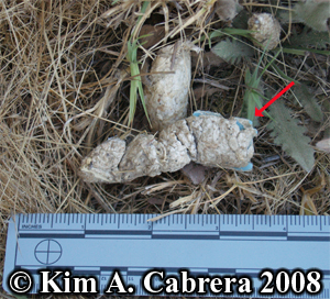 Striped skunk scat showing how eating garbage
                    is bad for animals. Photo copyright by Kim A.
                    Cabrera 2008.