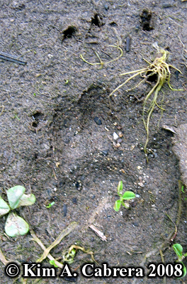 Striped skunk track from front paw. Photo
                      copyright by Kim A. Cabrera 2008.