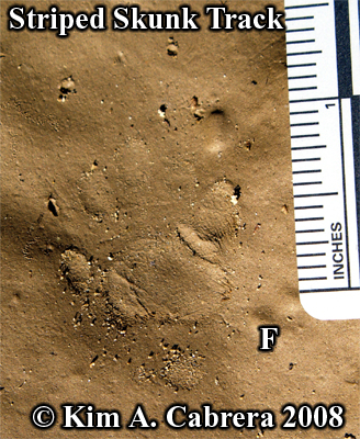 Striped skunk track in mud. Photo copyright by
                    Kim A. Cabrera 2008.