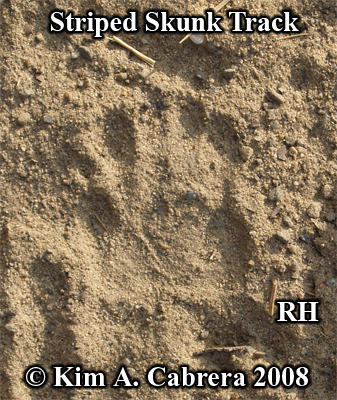 Striped skunk track. Photo copyright by Kim A.
                    Cabrera 2008.