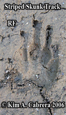 Striped skunk track in mud. Right front paw.
                    Photo copyright by Kim A. Cabrera 2008.