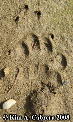 Striped skunk tracks. Photo copyright by Kim
                      A. Cabrera 2008.